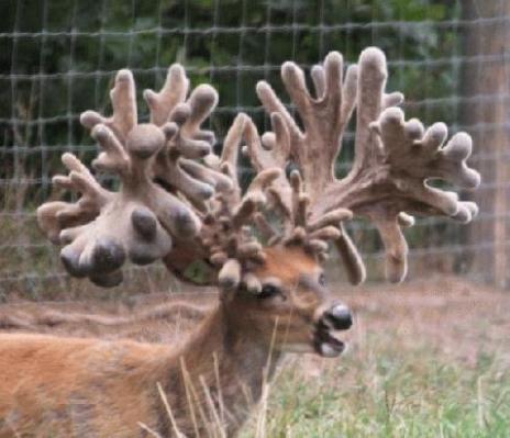 freaky crazy mega buck in velvet